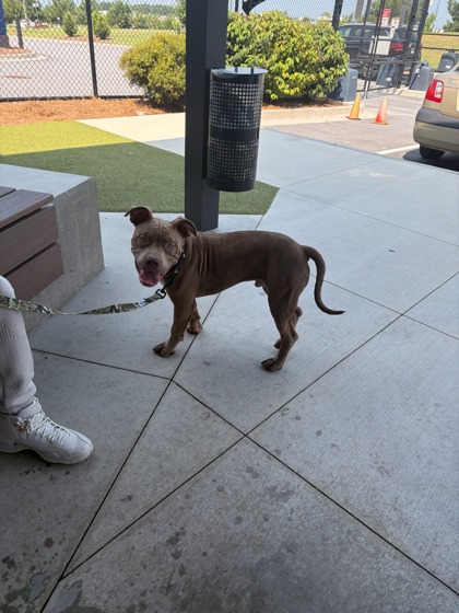 Shelter Stray Male Dog last seen Near Fulton Industrial Blvd SW, Atlanta, GA, 1251 Fulton Industrial Blvd NW, Atlanta, GA 30336, USA