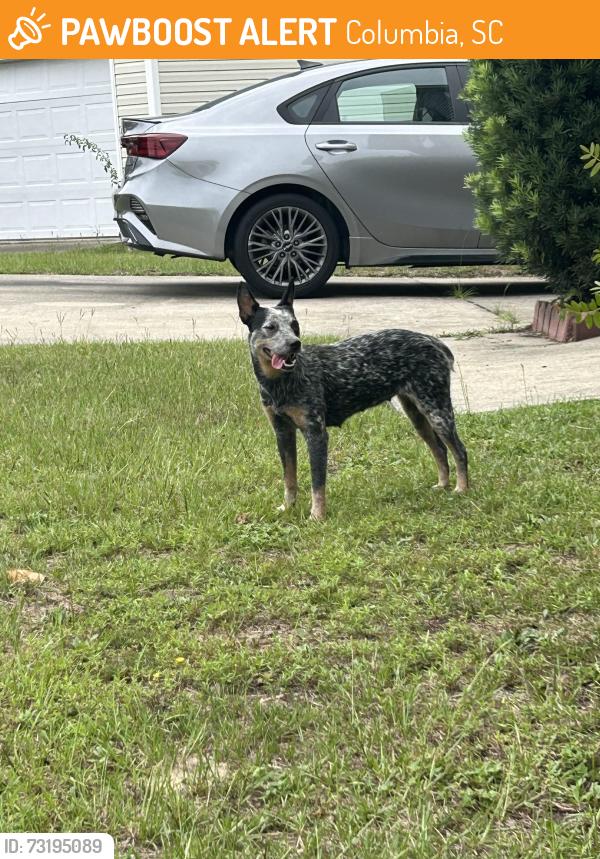 Found/Stray Unknown Dog last seen Summit parkway, Columbia, SC 29211