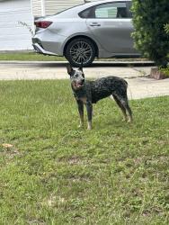 Found/Stray Unknown Dog last seen Summit parkway, Columbia, SC 29211