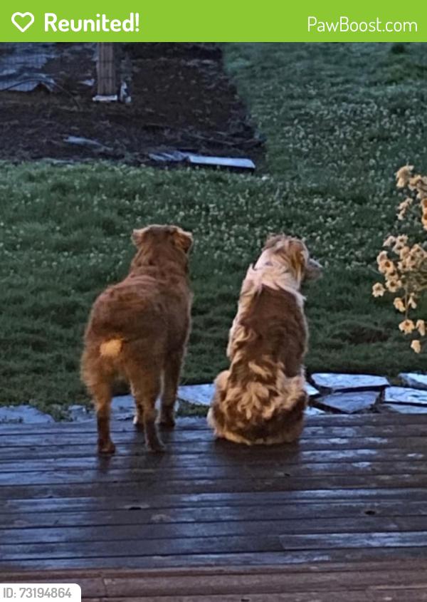 Reunited Male Dog last seen Oregon Horse Center, Junction City, OR 97448