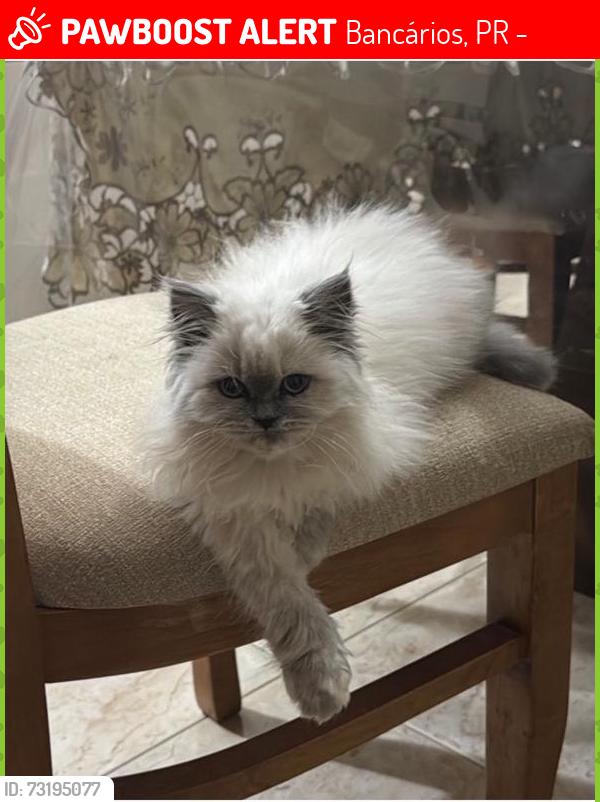 Lost Female Cat last seen General Tasso Fragoso 273, Bancários, PR 86062-110