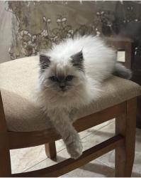 Lost Female Cat last seen General Tasso Fragoso 273, Bancários, PR 86062-110