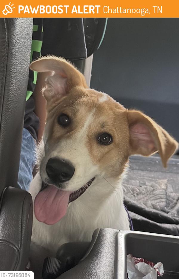 Found/Stray Male Dog last seen Vanessa drive at Norcross road in Hixson, Chattanooga, TN 37343