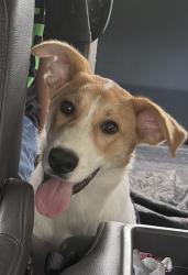 Found/Stray Male Dog last seen Vanessa drive at Norcross road in Hixson, Chattanooga, TN 37343