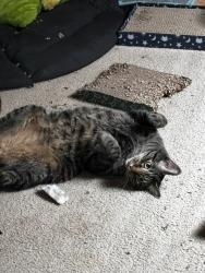 Reunited Male Cat last seen Near s Grant St Denver CO 80210, Denver, CO 80210