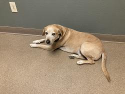 Reunited Male Dog last seen Jose Damian Elementary, El Paso, TX 79932
