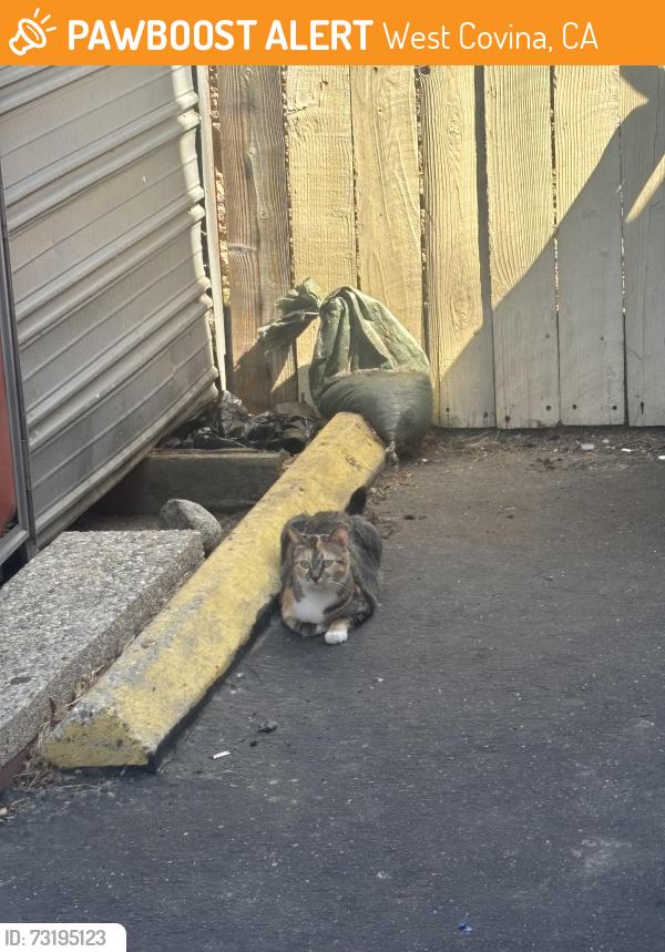 Found/Stray Unknown Cat last seen W Garvey Ave N, West Covina, CA 91790