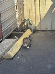 Found/Stray Unknown Cat last seen W Garvey Ave N, West Covina, CA 91790