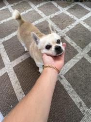 Reunited Male Dog last seen city hall florida city, Florida City, FL 33034