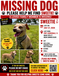 Reunited Female Dog last seen near oswald park, Fort Lauderdale, FL 33316