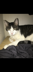 Reunited Female Cat last seen Madison Avenue , Carlisle Ave, York, PA 17404