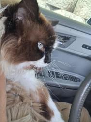Lost Female Cat last seen 116th, Fishers, IN 46037