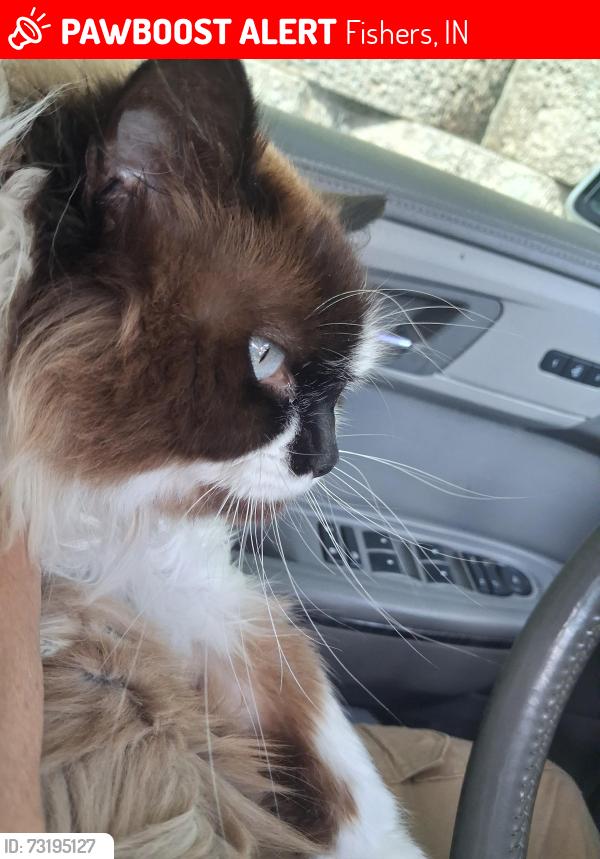 Lost Female Cat last seen 116th, Fishers, IN 46037