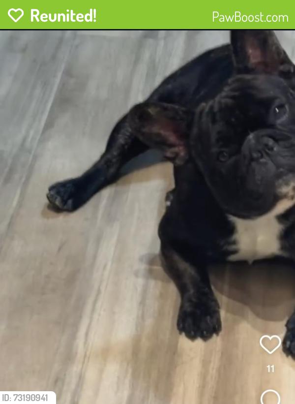 Reunited Male Dog last seen rayent and nordoff in Northridge ca, Los Angeles, CA 91324