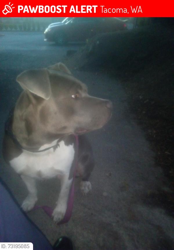 Lost Female Dog last seen 40th n Pacific ave tacoma Perla Delmar restaurant, Tacoma, WA 98418
