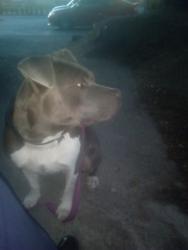Lost Female Dog last seen 40th n Pacific ave tacoma Perla Delmar restaurant, Tacoma, WA 98418