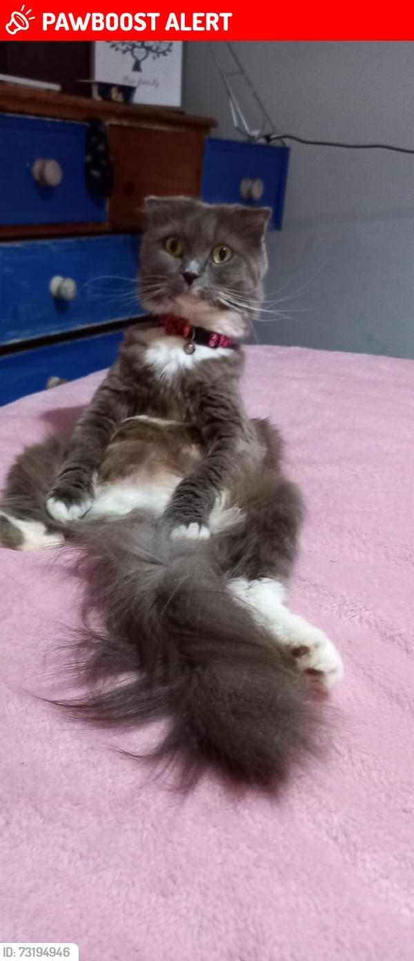 Lost Female Cat last seen Near Redmire close North bransholme Hull hu7 5aq, Kingston upon Hull, England HU7 5AQ