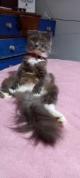 Lost Female Cat last seen Near Redmire close North bransholme Hull hu7 5aq, Kingston upon Hull, England HU7 5AQ