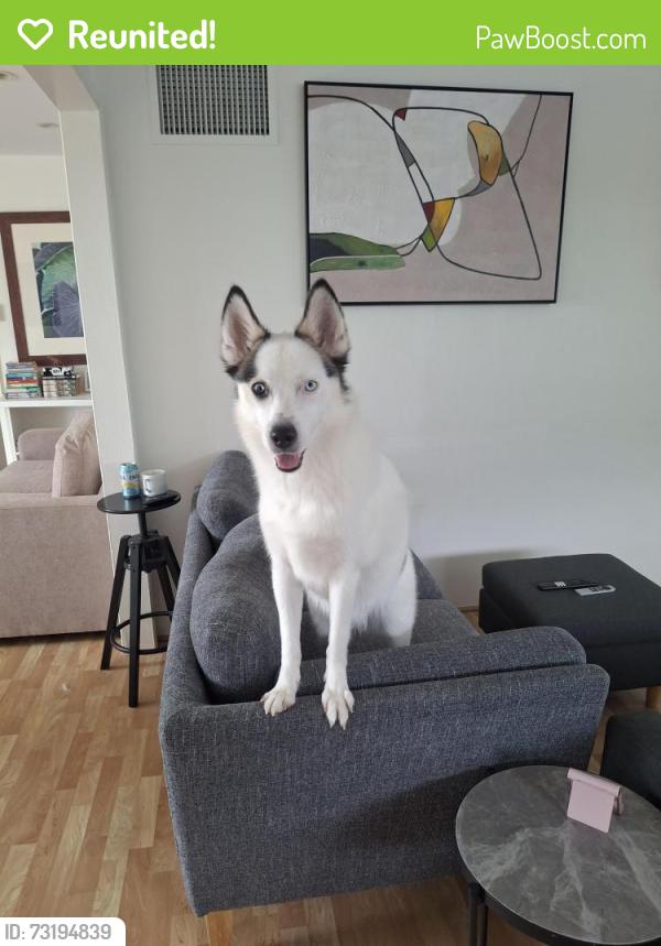 Reunited Female Dog last seen Safeway kailua, Kailua, HI 96734