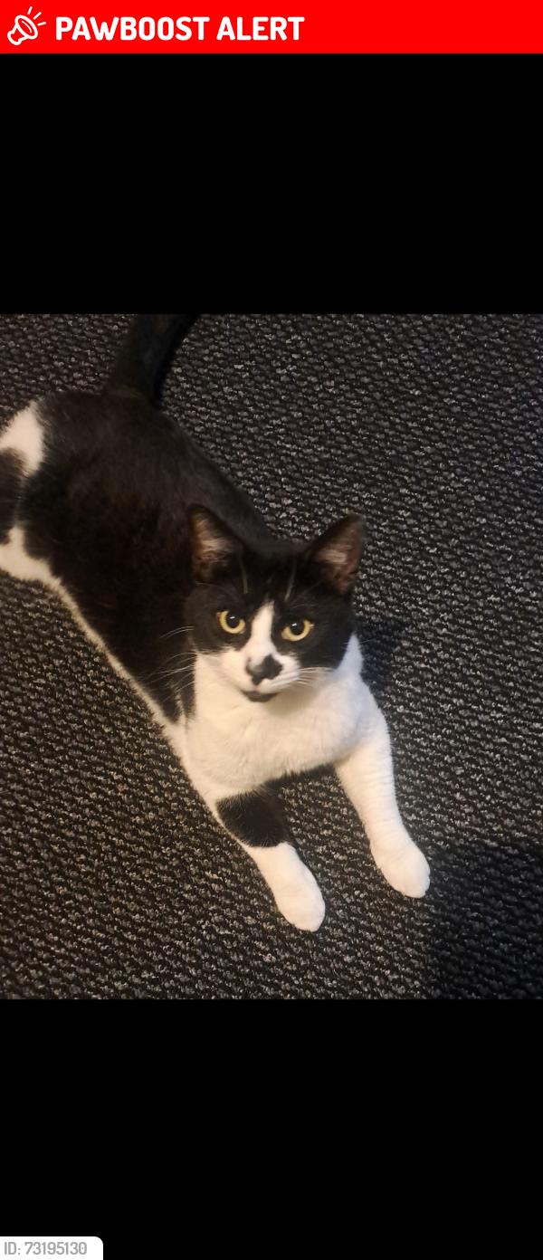 Lost Male Cat last seen De75 7ge, Derbyshire, England DE75 7GE