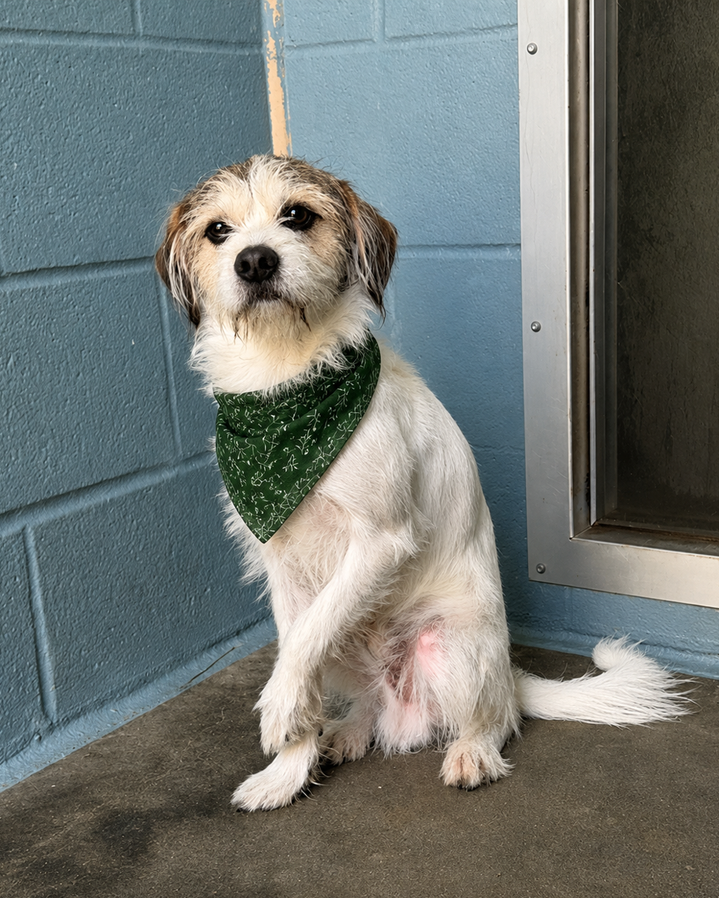 Shelter Stray Male Dog last seen LA, 410 Dugas Rd, Lafayette, LA 70507, USA