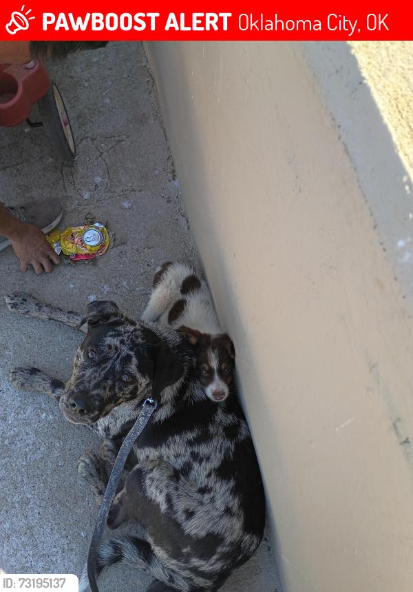 Lost Female Dog last seen 36th and sante fe, Oklahoma City, OK 73109