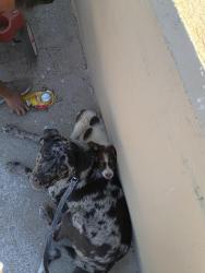 Lost Female Dog last seen 36th and sante fe, Oklahoma City, OK 73109