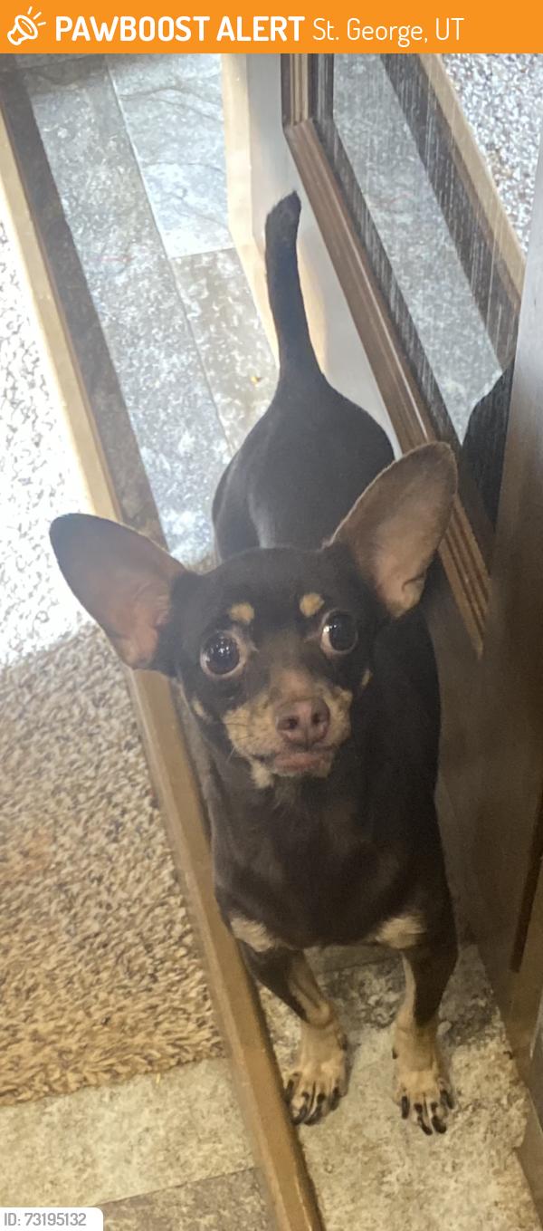 Found/Stray Male Dog last seen Royal Oaks Park, St. George, UT 84770