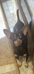 Found/Stray Male Dog last seen Royal Oaks Park, St. George, UT 84770