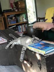 Lost Male Cat last seen , Citrus Heights, CA 95610