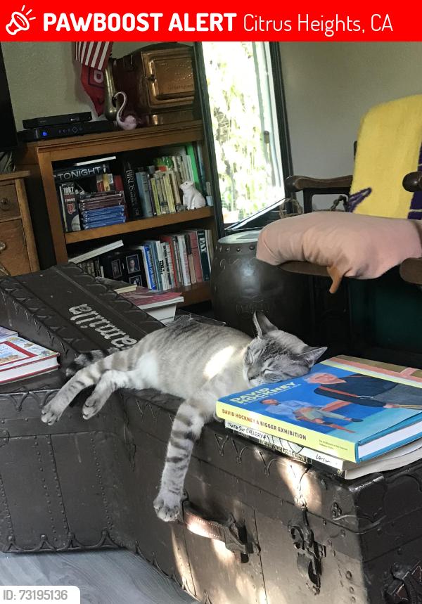 Lost Male Cat last seen , Citrus Heights, CA 95610