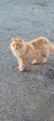 Lost Male Cat last seen Maize Street, Sumter SC, Sumter, SC 29154