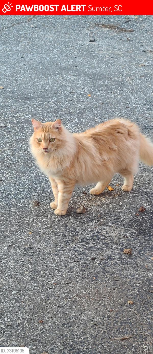 Lost Male Cat last seen Maize Street, Sumter SC, Sumter, SC 29154