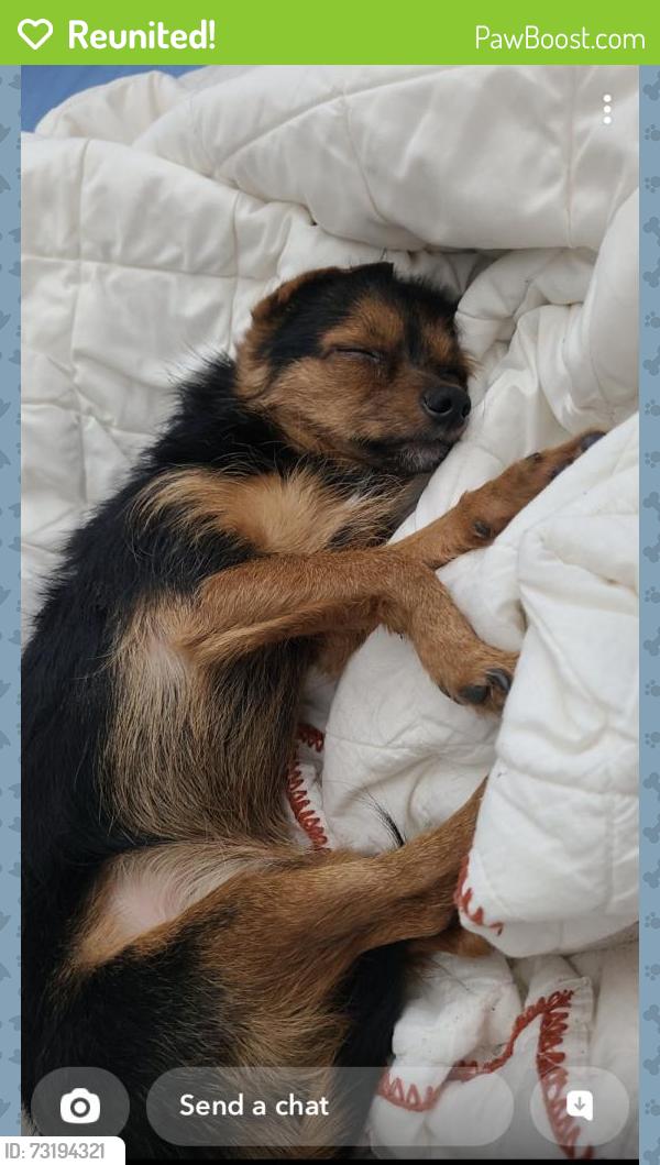 Reunited Female Dog last seen Near Bee Hive Ln, Port Richey, FL 34668, USA, Port Richey, FL 34668