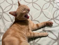 Lost Male Cat last seen Near block of Woodberry, Nashville, TN 37214