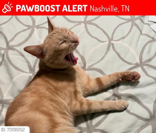 Lost Male Cat last seen Near block of Woodberry, Nashville, TN 37214
