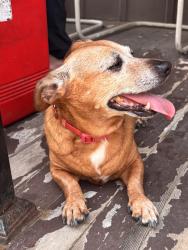 Found/Stray Female Dog last seen bobs hamburg, Akron, OH 44307
