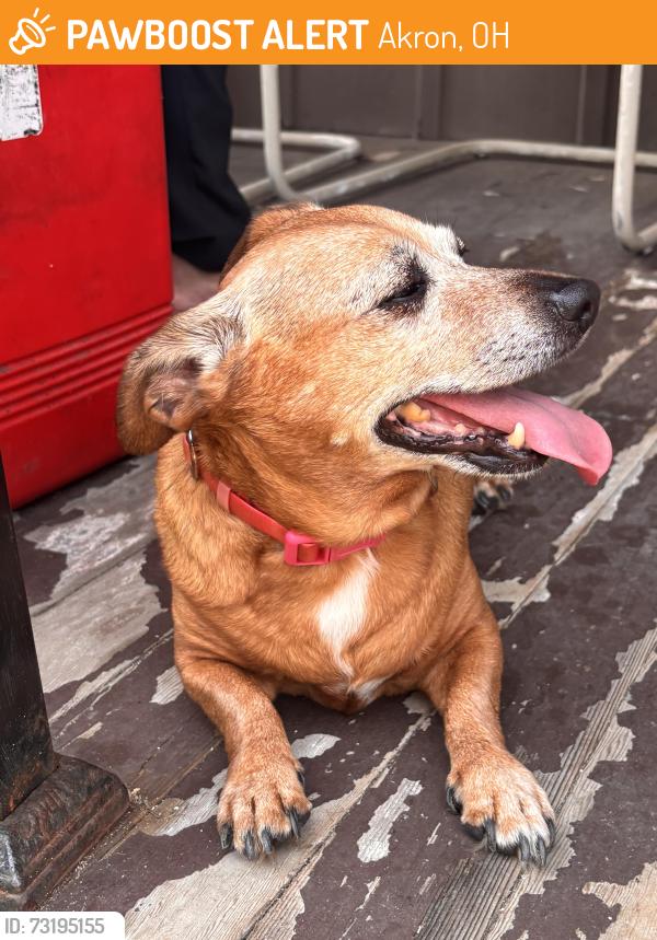 Found/Stray Female Dog last seen bobs hamburg, Akron, OH 44307