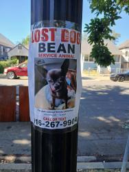 Reunited Male Dog last seen 36th and 1st Ave, Sacramento, CA 95817
