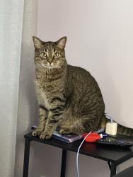Reunited Male Cat last seen Olde concord rd and apple blossom, Stafford, VA 22554