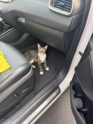 Lost Female Cat last seen FatMan’s Customs, Linwood, PA 19061