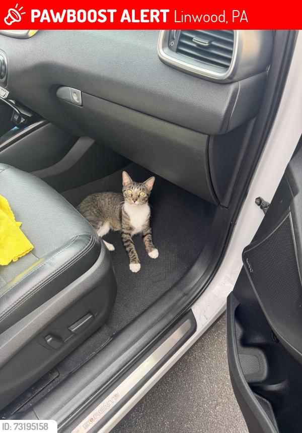 Lost Female Cat last seen FatMan’s Customs, Linwood, PA 19061