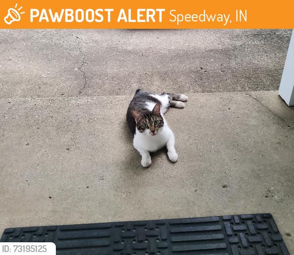 Found/Stray Male Cat last seen West 29th Place & Hollister Dr., Speedway, IN 46224