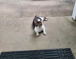 Found/Stray Male Cat last seen West 29th Place & Hollister Dr., Speedway, IN 46224