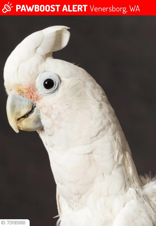 Lost Unknown Bird last seen Venersborg, WA, Venersborg, WA 98604