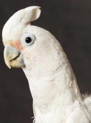 Lost Unknown Bird last seen Venersborg, WA, Venersborg, WA 98604