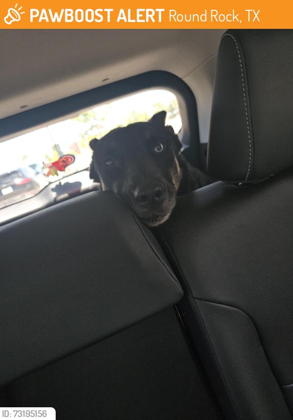 Found/Stray Female Dog last seen Adelfa Dr & Red Bud Ln, Round Rock, TX 78664