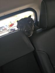 Found/Stray Female Dog last seen Adelfa Dr & Red Bud Ln, Round Rock, TX 78664