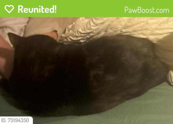 Reunited Female Cat last seen Depere, Menasha, WI 54952