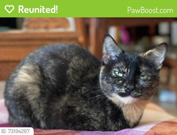 Reunited Female Cat last seen Near block of second st Menasha, Wi, Menasha, WI 54952